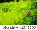平原に咲く花 41948505
