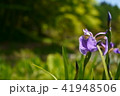 アヤメ 41948506