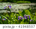 アヤメと池 41948507