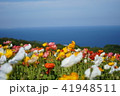 ポピーと海 41948511