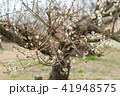 梅の木 41948575