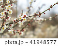 梅の花のアップ 41948577