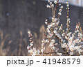 梅の花 41948579