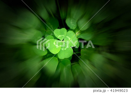 四つ葉のクローバー 四つ葉のクローバー 41949023