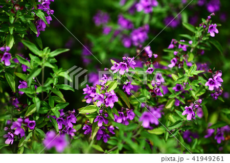 ロベリアの花の写真素材