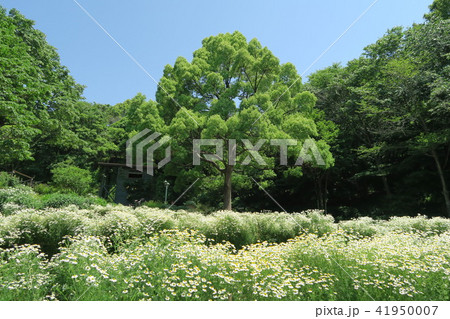 神戸布引ハーブ園～よろこびの庭～ 41950007