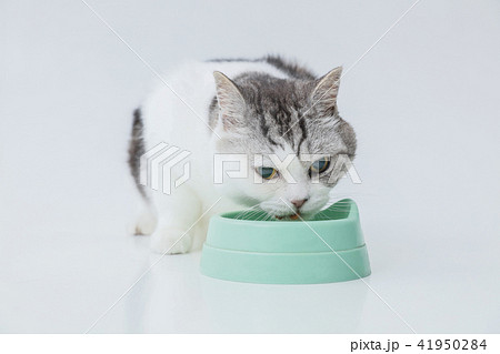 餌をたべる 食事中の猫の写真素材