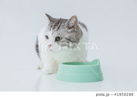 餌をたべる 食事中の猫の写真素材