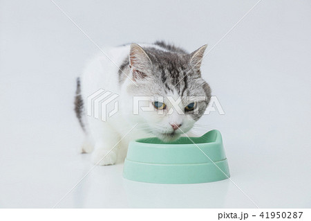 餌をたべる 食事中の猫の写真素材