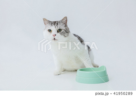 餌をたべる、食事中の猫 41950289