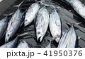 カツオの水揚げ 41950376