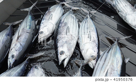 カツオの水揚げ 41950376