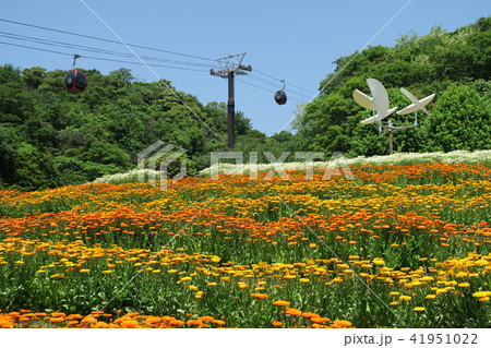 神戸布引ハーブ園~風の丘フラワー園~ 神戸布引ハーブ園~風の丘フラワー園~ 41951022