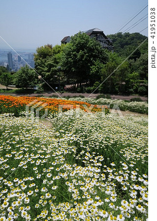 神戸布引ハーブ園~風の丘フラワー園~ 神戸布引ハーブ園~風の丘フラワー園~ 41951038