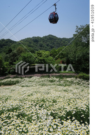 神戸布引ハーブ園~風の丘フラワー園~ 神戸布引ハーブ園~風の丘フラワー園~ 41951039