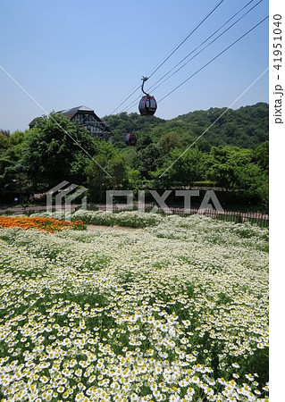 神戸布引ハーブ園~風の丘フラワー園~ 神戸布引ハーブ園~風の丘フラワー園~ 41951040