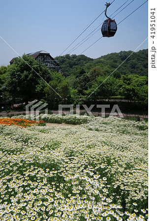 神戸布引ハーブ園~風の丘フラワー園~ 神戸布引ハーブ園~風の丘フラワー園~ 41951041
