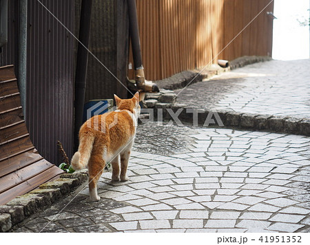 尾道の路地を歩く猫の写真素材