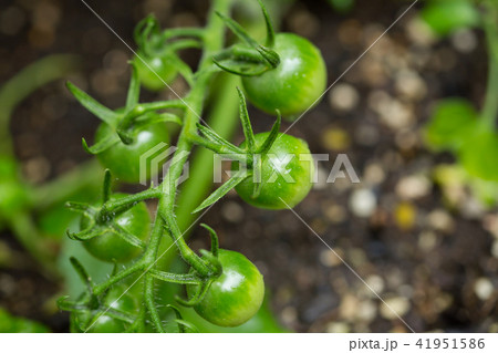 庭で育てるプチトマト 41951586