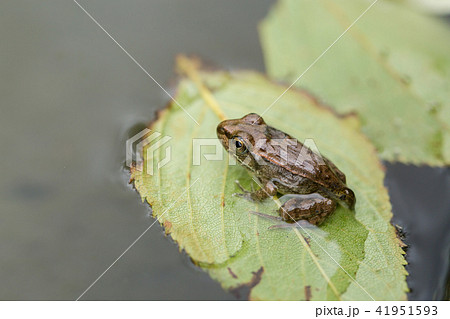 葉っぱに乗っかっているカエルの写真素材