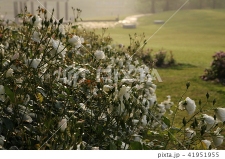 蜻蛉池公園のバラ 41951955