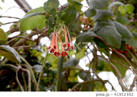 長いホクシャ 長いホクシャ 41952302