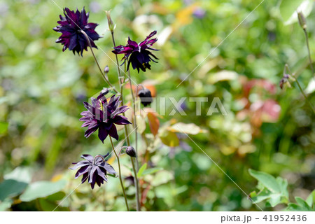 黒いオダマキ 41952436