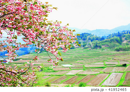 棚田と桜 41952465