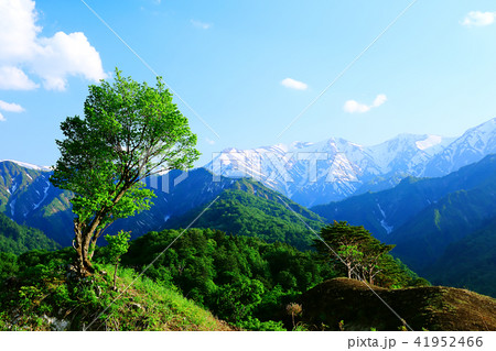 樽口峠の一本桜 41952466