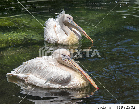 モモイロペリカン 41952502