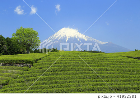 富士山と茶畑 富士山と茶畑 41952581