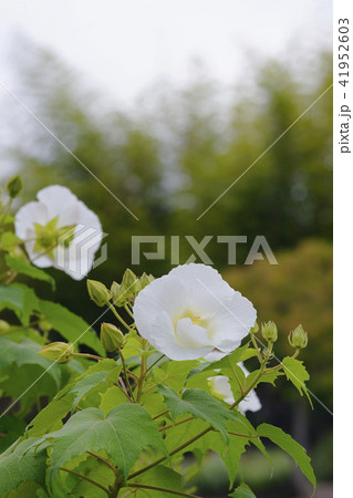 酔芙蓉 酔芙蓉 41952603