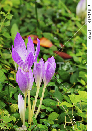 コルチカム  コルチカム  41952618