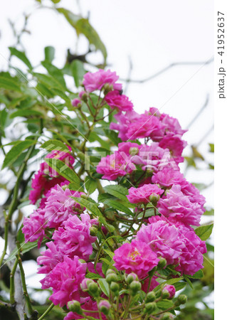 薔薇 薔薇 41952637
