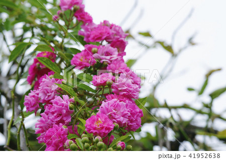 薔薇 41952638