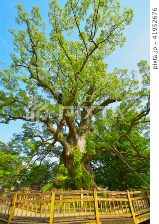 蒲生八幡神社 41952676