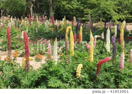 ルピナスの花 41953001