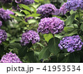 あじさい 41953534