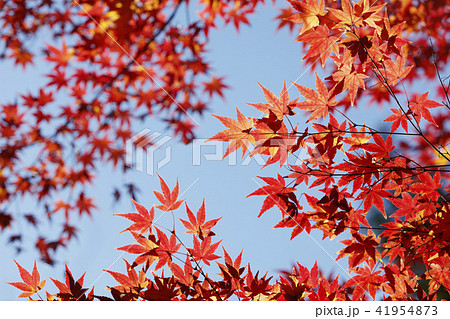 赤く紅葉したモミジ 赤く紅葉したモミジ 41954873