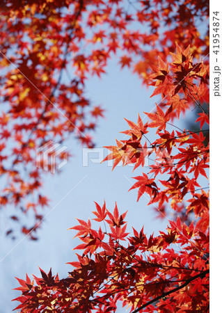 赤く紅葉したモミジ 41954874