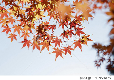 赤く紅葉したモミジ 赤く紅葉したモミジ 41954875