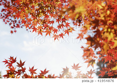 赤く紅葉したモミジ 赤く紅葉したモミジ 41954876