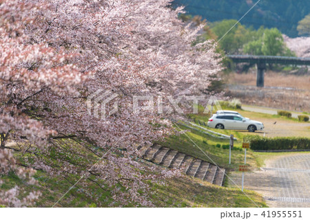 Cherry blossom, Sakura, in full bloom at park Cherry blossom, Sakura, in full bloom at park 41955551