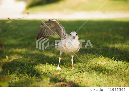 Silver gull in a park Silver gull in a park 41955565