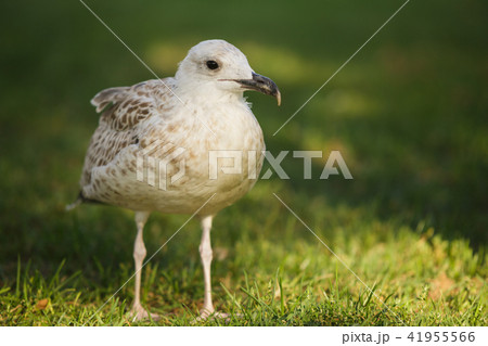Silver gull in a park Silver gull in a park 41955566