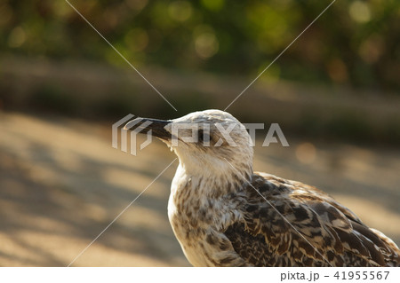 Silver gull in a park 41955567