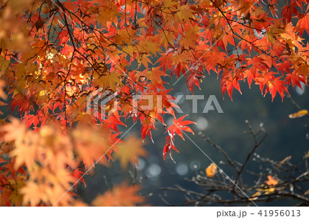 八丁湖　紅葉20 41956013