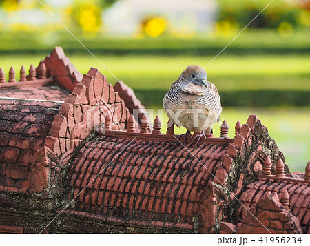 Bird, zebra dove sitting on top of building Bird, zebra dove sitting on top of building 41956234
