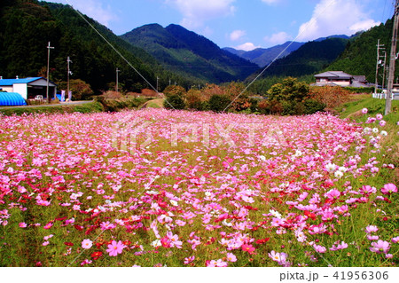 氷上町清住地区(兵庫県丹波市)のコスモス畑 氷上町清住地区(兵庫県丹波市)のコスモス畑 41956306