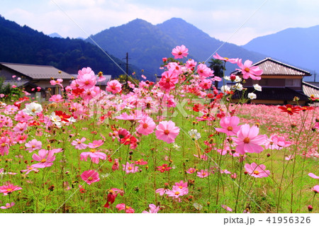 氷上町清住地区(兵庫県丹波市)のコスモス畑 氷上町清住地区(兵庫県丹波市)のコスモス畑 41956326